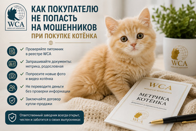 WCA image